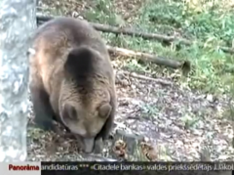 Mālupes pagastā kāda zemnieka dravu apsēdis lācis (video)