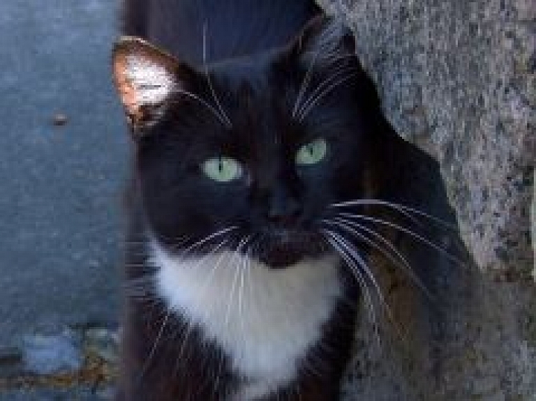 Rīgas cirkā uzstājas arī pašmāju zvaigzne kaķu dresētāja Darja Golobokiha