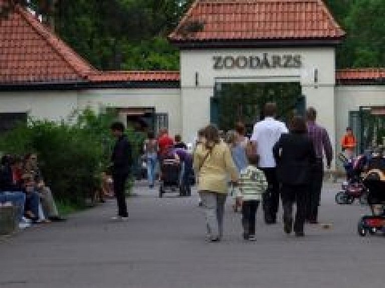 Zooloģiskais dārzs 99 gadu jubilejā atklās mežacūkas Trīnes skulptūru un lūšu mītni