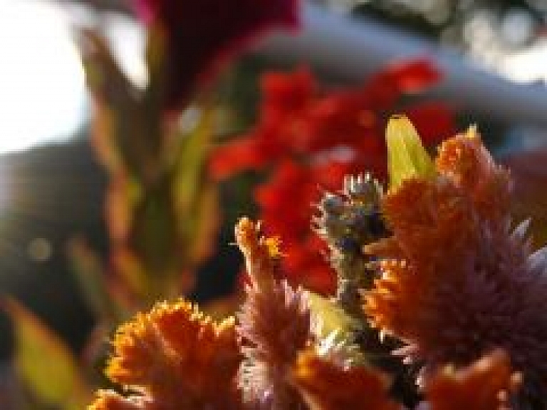 Svētdien norisināsies Amatu svētki Iļģuciemā