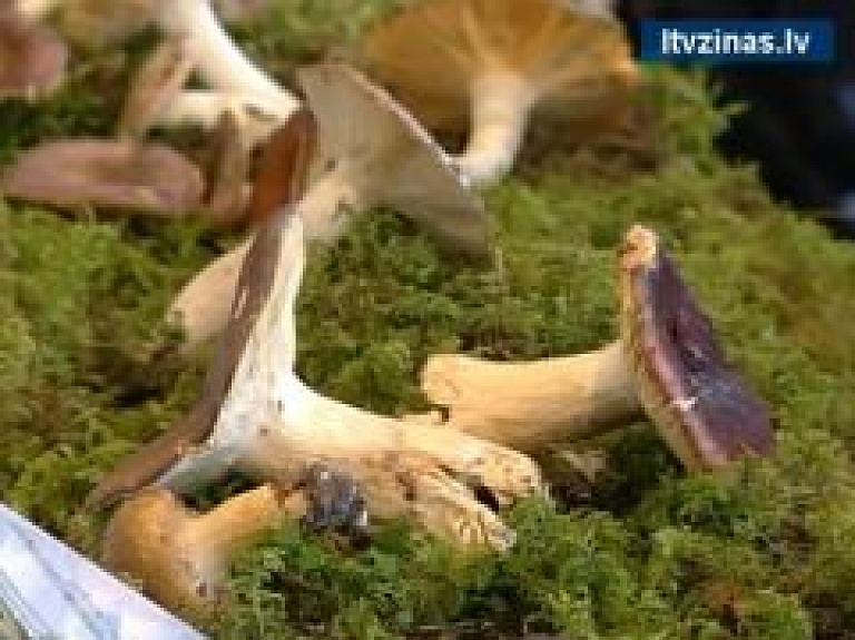Dabas muzejā atklāta sēņu izstāde (video)