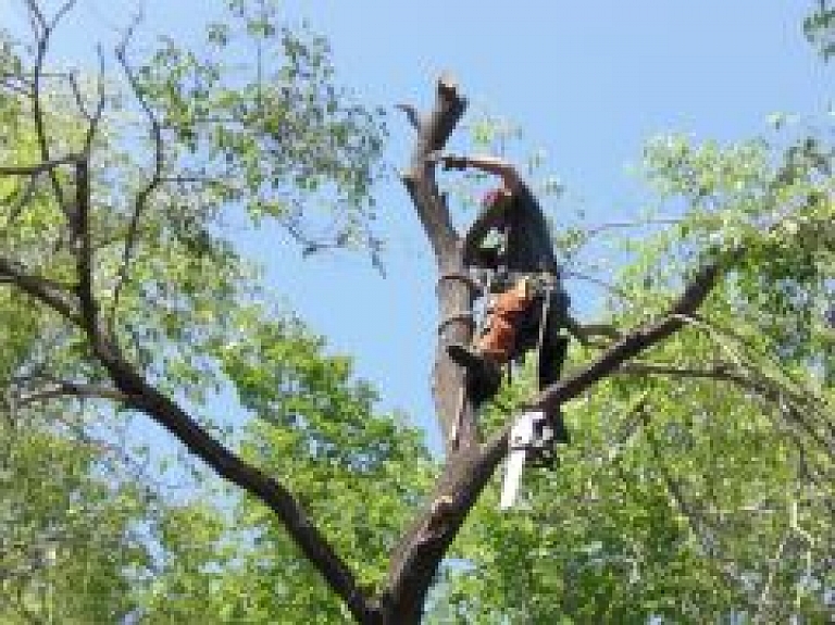 Talsu TV: Nedēļas nogalē Mežmājā pulcējās arboristi (video)