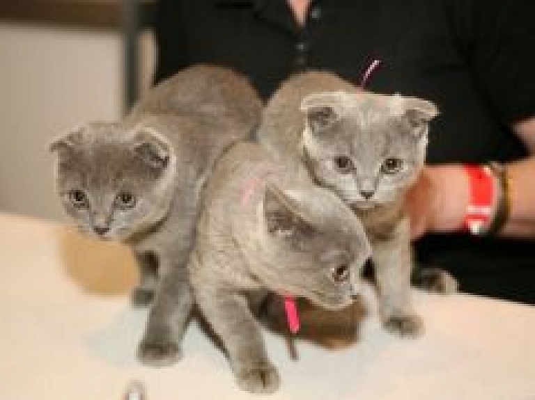 Nākamnedēļ Jelgavā norisināsies starptautiskā kaķu izstāde "Jelgavas kaķis 2011"