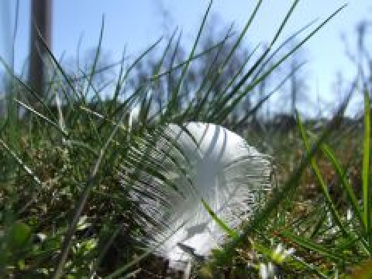 Vienkoču parkā notiks Latvijas dizaineru sadraudzības plenērs