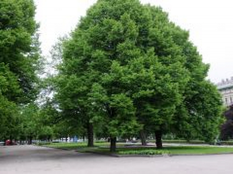 Rīgas sporta naktī Esplanādē dažādi sporta veidi