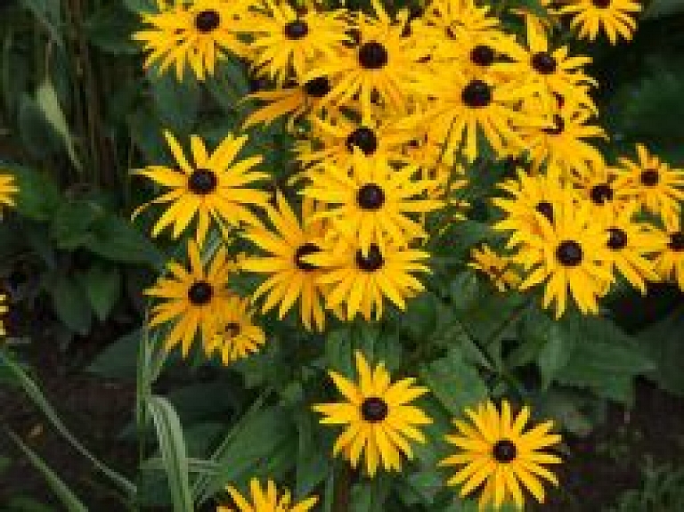 Nākamnedēļ notiks Nīcas novada Tradīciju dienas