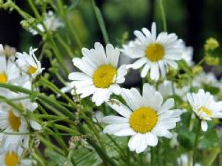 Rīt Rīgā svētkus atzīmēs ar plašu pasākumu programmu