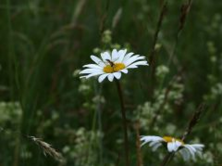 Šovakar Turaidas muzejrezervātā svin vasaras saulgriežu svētkus