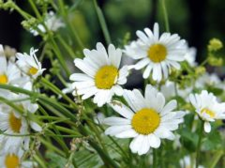 Sestdien Bastejkalnā notiks Jāņu ielīgošanas pasākums