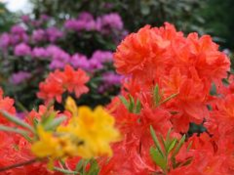 Jūlijā LU Botāniskajā dārzā notiks Rīgas Ziedu balle