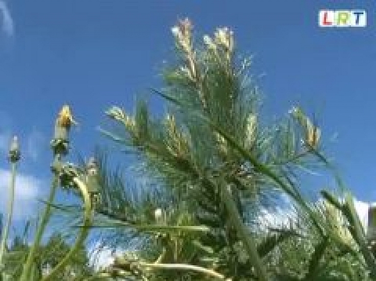 Rēzeknē iedzīvotāji stāda kokus (video)