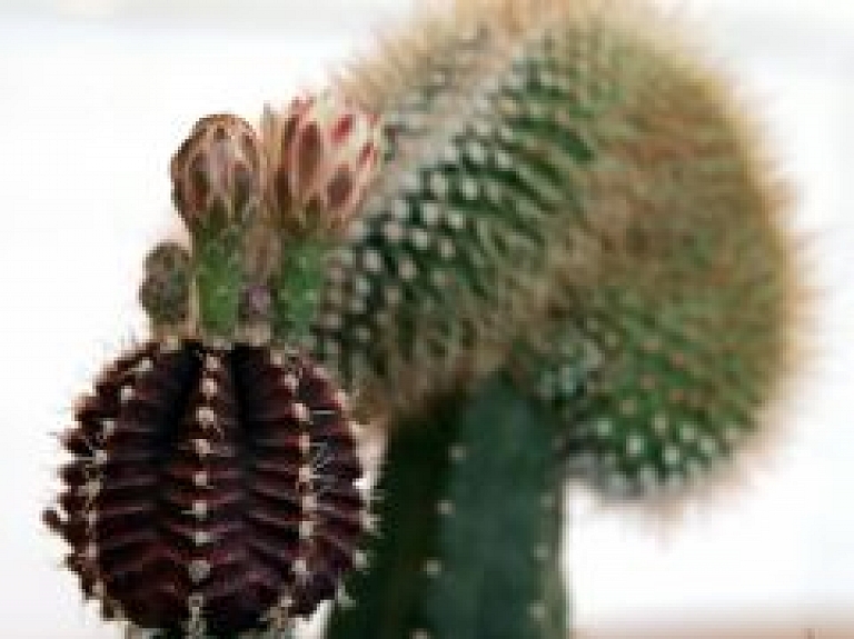 Dabas muzejā būs skatāma kaktusu un citu sukulentu izstāde