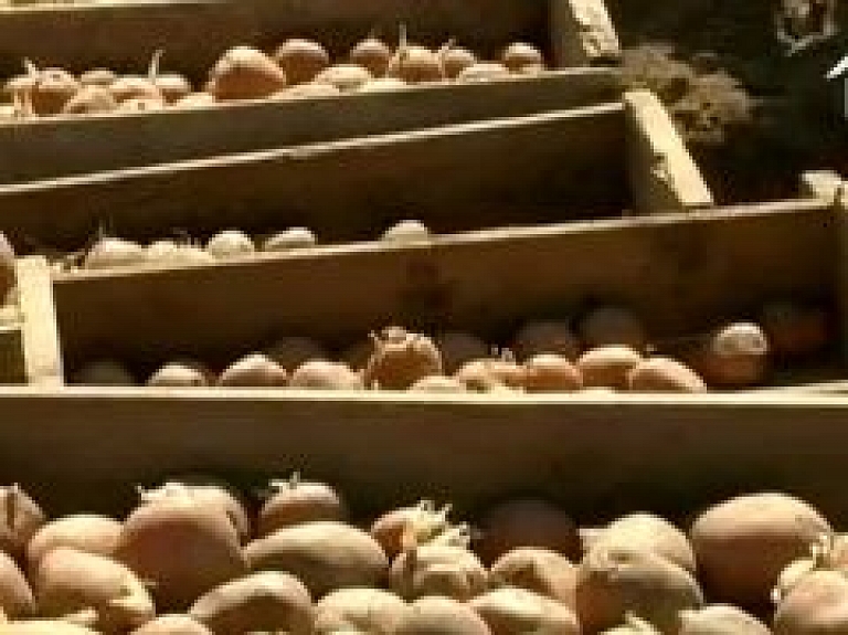 Priekuļu laukaugu selekcijas institūtā veido jaunas kartupeļu šķirnes (video)
