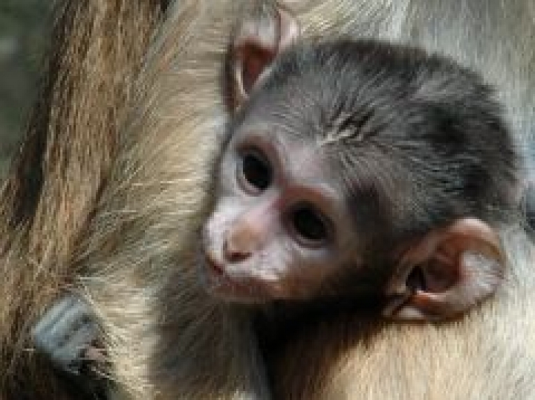 Šodien un rīt Rīgas Zooloģiskajā dārzā notiek dzīvnieku ģimeņu dienas pasākumi