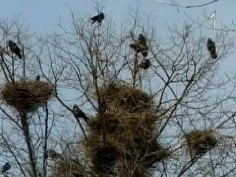 Bauskas krauķu kolonija atguvusi agrākos apmērus (video)