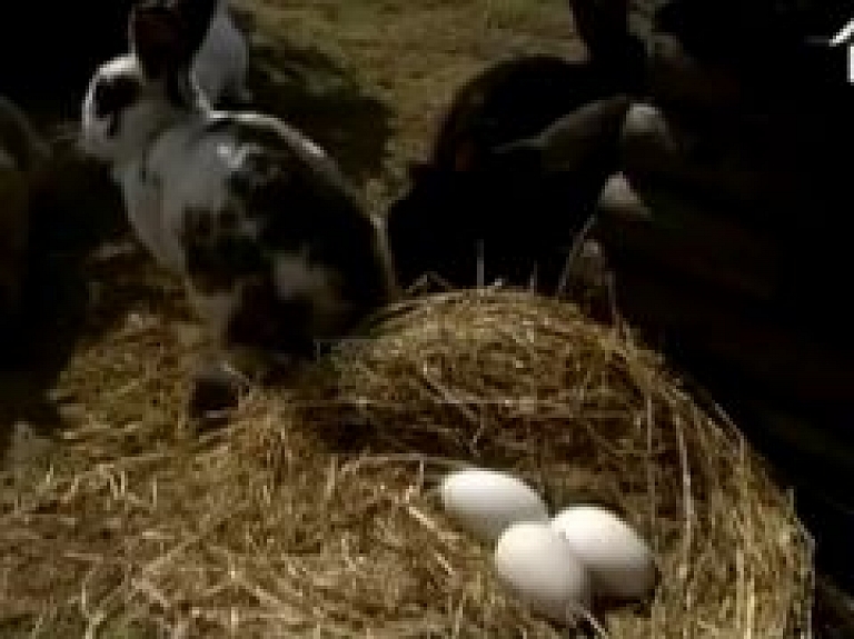 Zaķīšu saimniecībā gatavojas Lieldienām (video)
