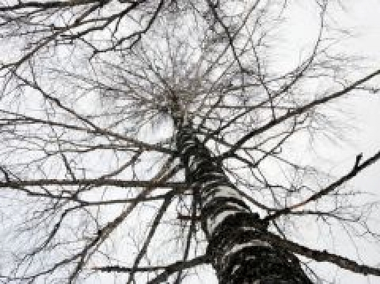 Šodien un rīt Turaidā notiek Bērzu sulu dienas