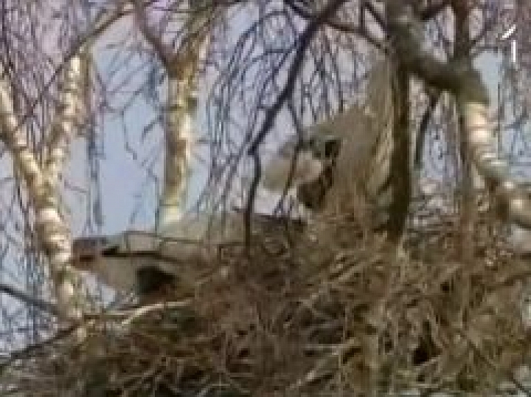 Latvijā pamazām atgriežas gājputni (video)