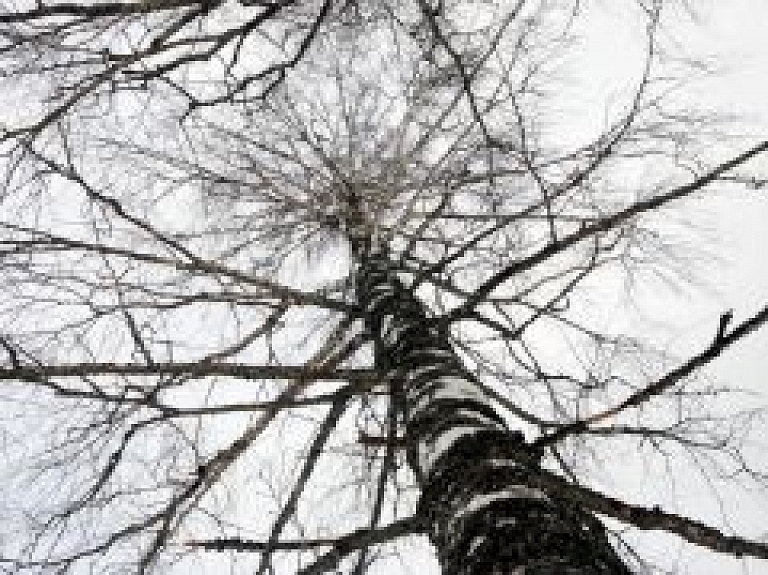 Nedēļas nogalē Turaidā notiks Bērzu sulu dienas