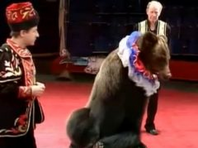 Rīgas Cirkā skatāma jauna izrāde ar lāčiem (video)