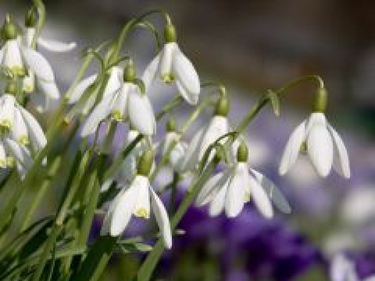 Šodien Turaidas muzejrezervātā svin pavasara atnākšanu