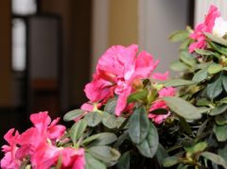 Šodien LU Botāniskais dārzs aicina uz acāliju izstādi līdz vēlam vakaram