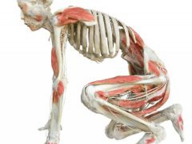 Spice Home telpās būs skatāma izstāde "Bodies revealed"