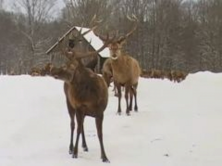 Sadarbosies Gulbenes uzņēmēji, lai veidotu kopīgu tūrisma piedāvājumu (video)
