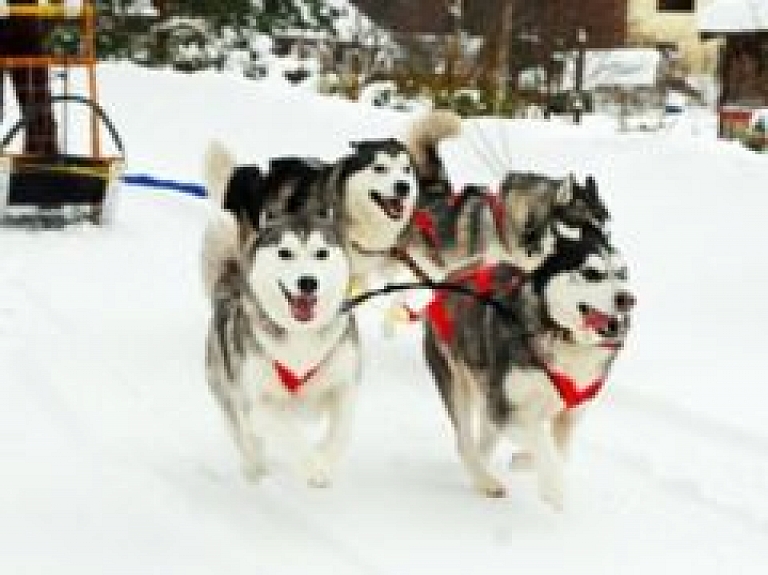 Tūrisma izstādes "Balttour 2011" laikā iedzīvotāji varēs izbaudīt braucienu suņu pajūgā