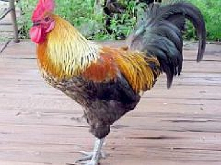 Šodien Jūdažu Sabiedriskajā centrā svinēs Mārtiņdienu