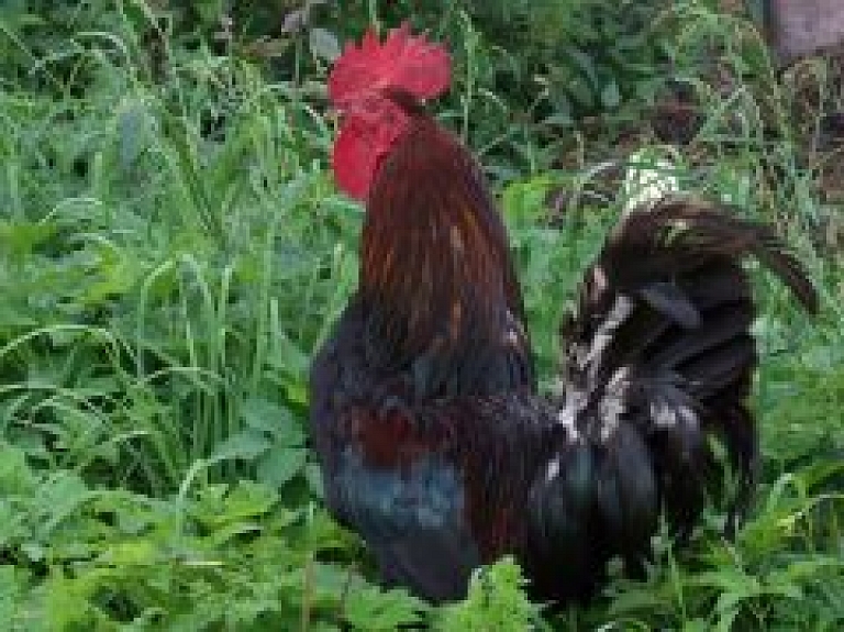 Sestdien Kalnciema ielas tirdziņā notiks Mārtiņdienas svinības