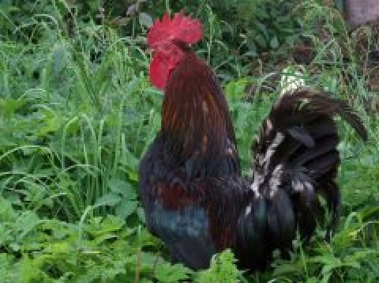 Nākamnedēļ Brīvdabas muzejā notiks Mārtiņdienas pasākumi