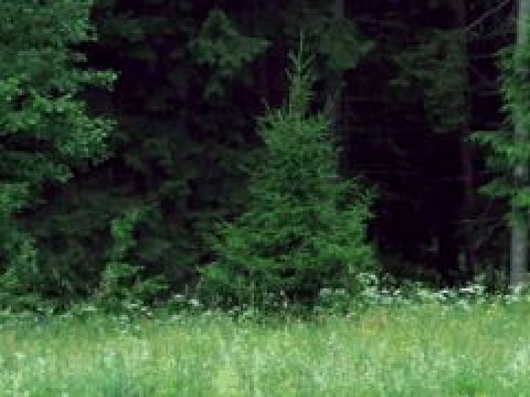 Šovakar Dabas muzejā notiks Sikspārņu dienas