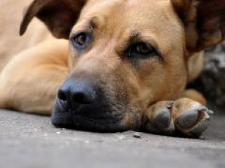 Nākamnedēļ Skonto hallē notiks daudzveidīga dzīvnieku izstāde "Zooekspo"