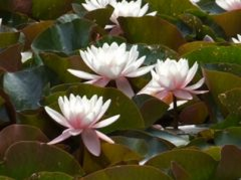 Latvijas Universitātes Botāniskajā dārzā izplaucis vēl viens Viktorijas zieds