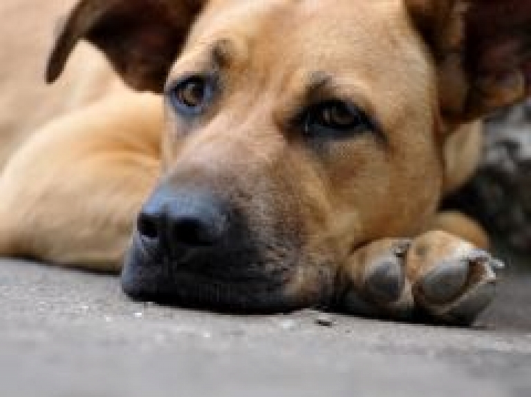 Šodien Rīgā norisināsies suņu labdarības izstāde