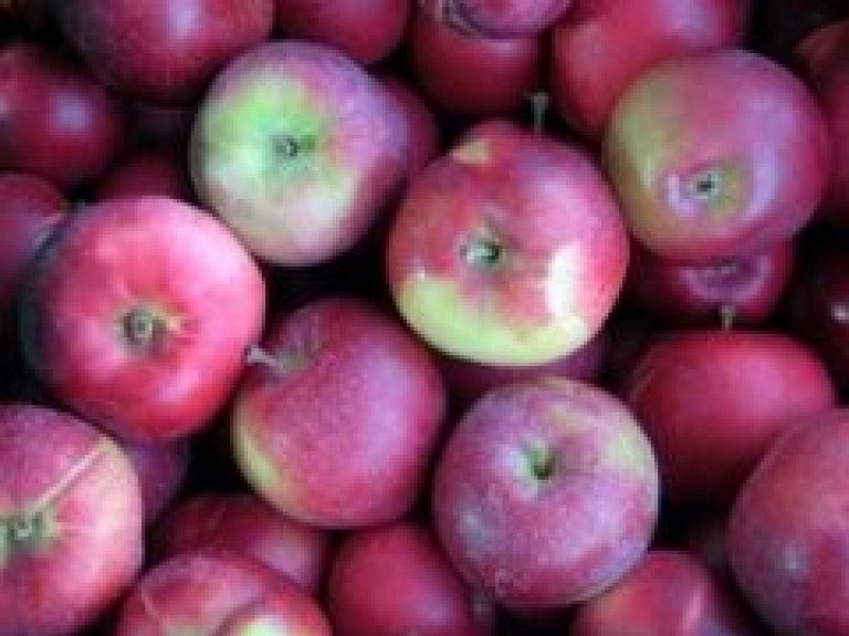 Piecas Kocēnu novada skolas piedalīsies programmā "Skolas auglis"