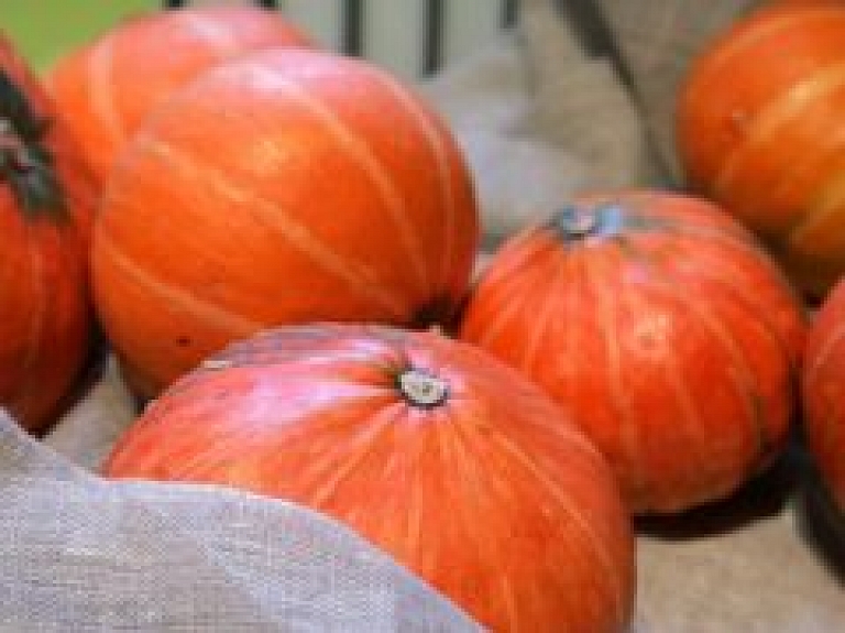 Krāslavas dārznieki piedalīsies Latvijas lielākā ķirbja čempionātā