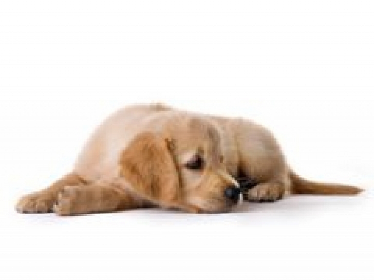 Svētdien Rīgā notiks lielākā labdarības suņu izstāde Latvijā