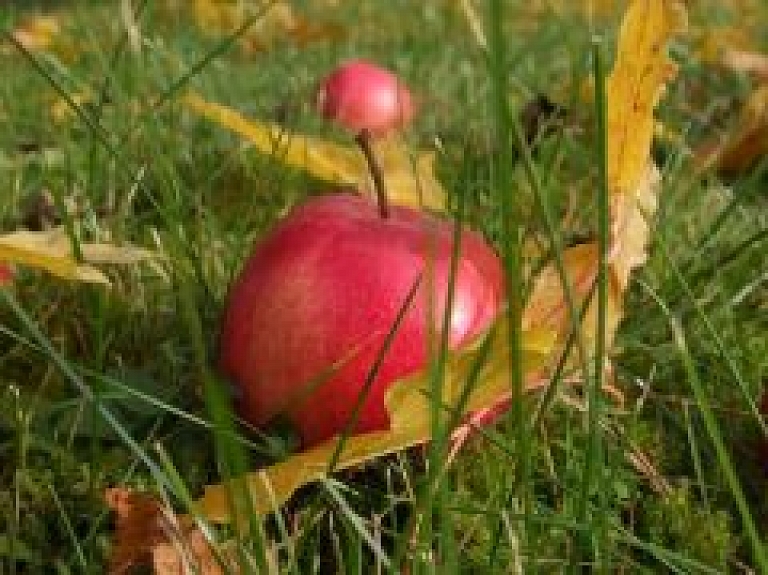 Nedēļas nogalē Rīgā norisināsies Ābolu festivāls