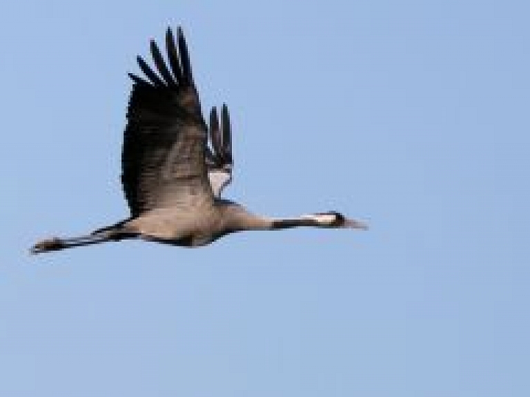 Gaujas nacionālais parks aicina piedalīties Putnu vērošanas dienās