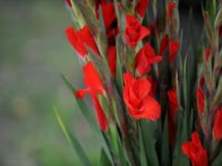 Sestdien notiks Skolotāju dienai veltīts koncerts "Zeltā rudens"