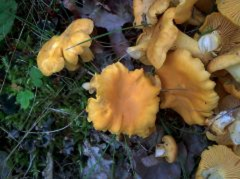 Latvijas Dabas muzeja izstādei "Sēņu dienas" liela atsaucība