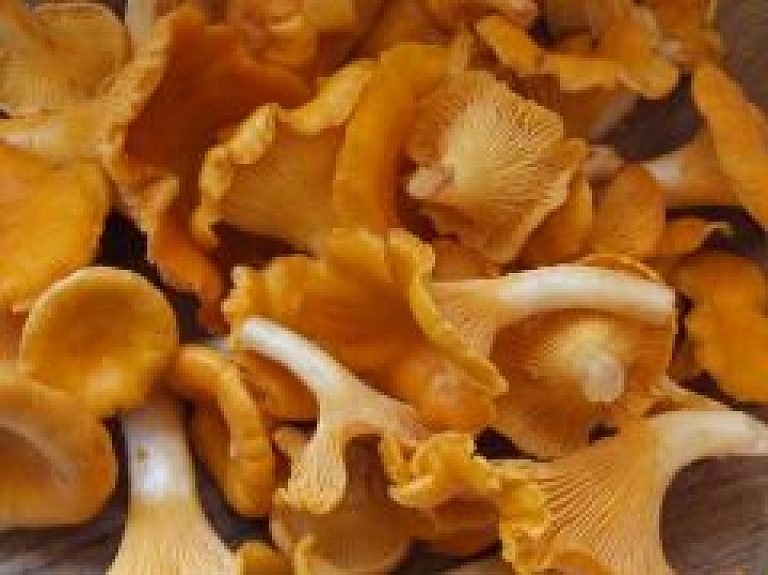 Latvijas Dabas muzejā tradicionālā sēņu izstāde