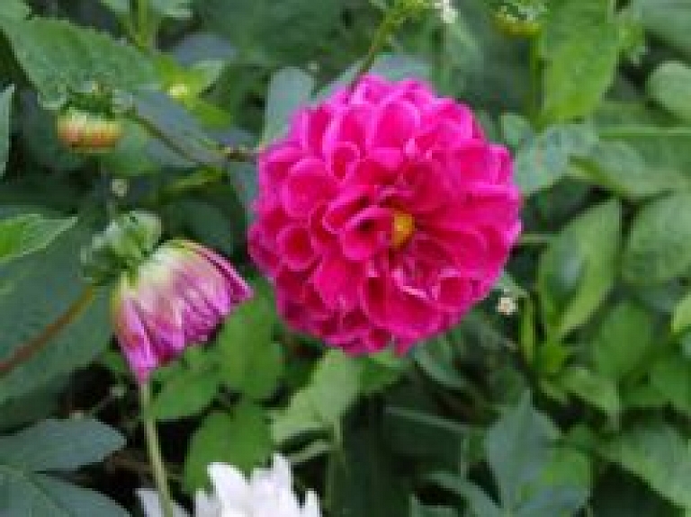 No ceturtdienas Latvijas Dabas muzejā notiks izstāde "Dālijas rudens krāsās"