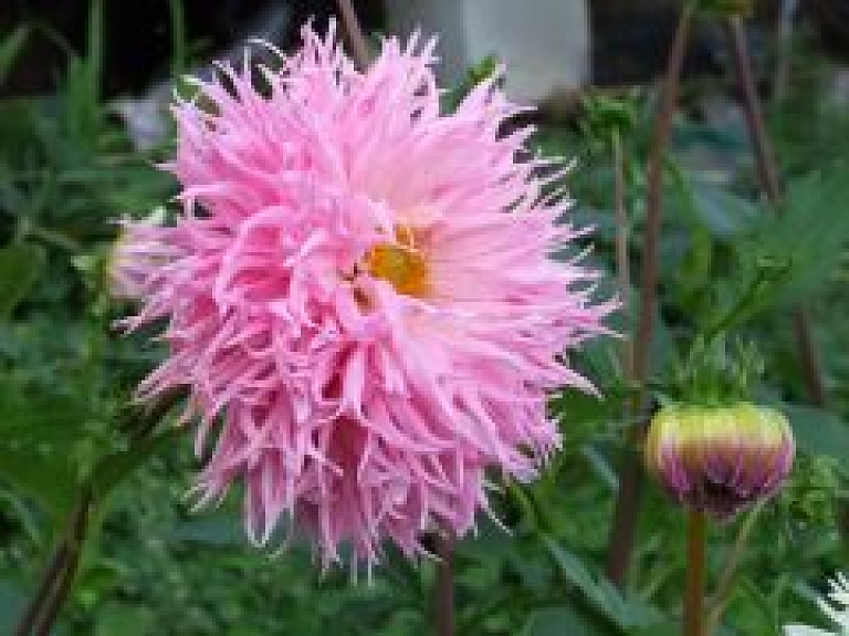 Slavenais florists Vadims Vlasenko festivālā "Ziedu fantāzijas" demonstrēs instalāciju "Manas maskas"