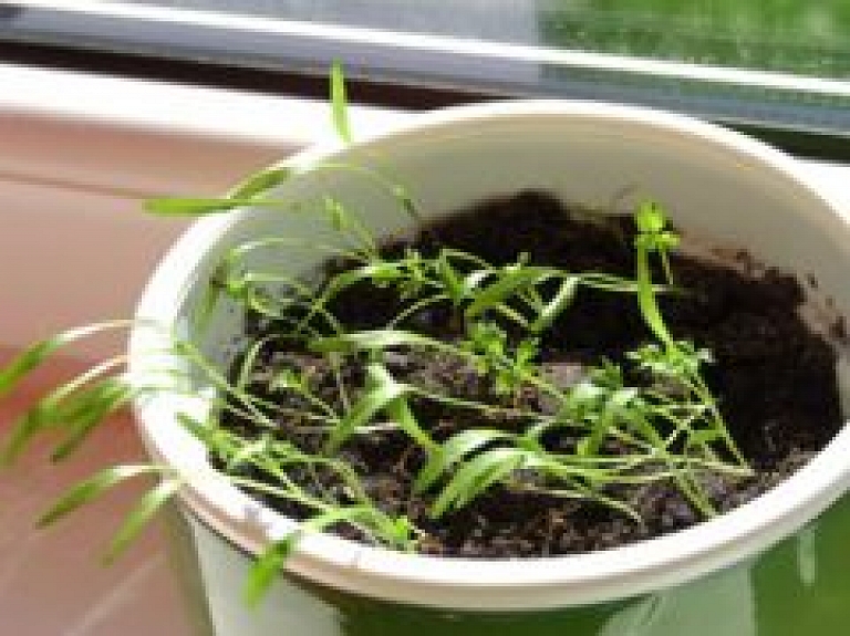 Vecrīgas nama logos būs pašaudzētu augu un dārzeņu instalācija "Garā pupa"