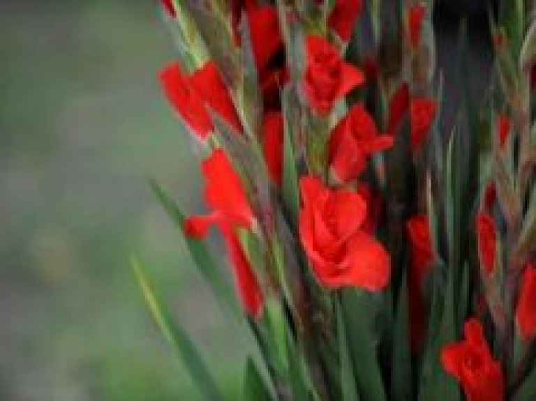 Selekcionārs no Jelgavas piedalīsies t/c "Spice Home" gladiolu izstādē