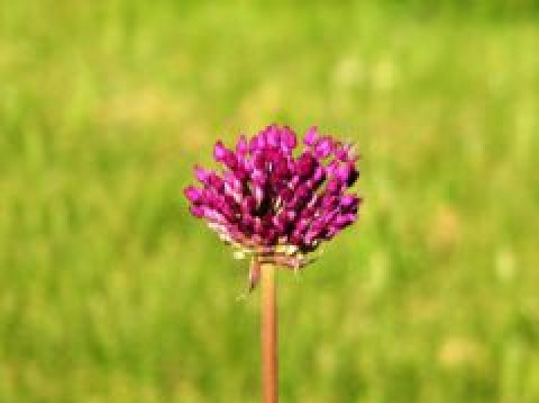 Šodien Rīgā pirmo reizi notiks Zaļās ielas svētki