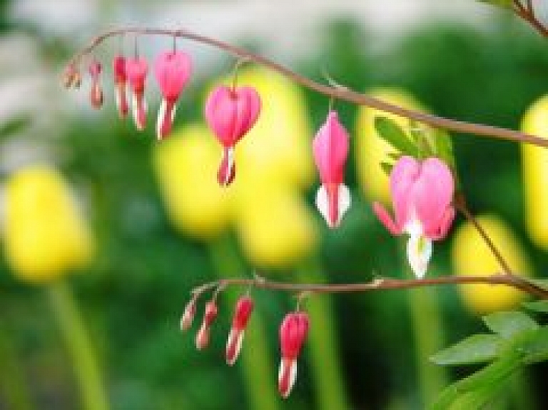 Jūrmalnieki piedalīsies ziedu paklāju festivālā "Ziedu sakta" Ventspilī